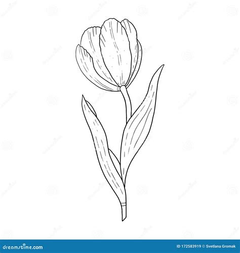 tulip outline|Tulip Outline Images